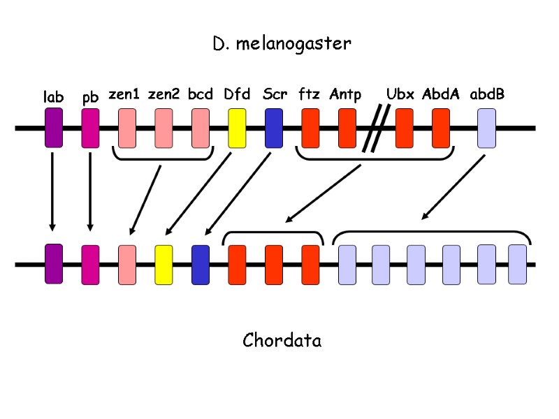 D. melanogaster Chordata lab pb zen1 zen2 bcd Dfd Scr ftz Antp Ubx AbdA